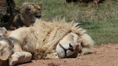 Kafesten kaçtı, bahçede saldırdı: Manavgat’ta aslan alarmı