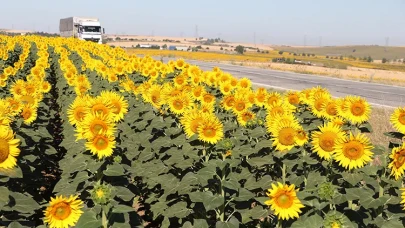Doğanın Sarı Halısı: Tekirdağ’da Gündöndü Mevsimi Göz Kamaştırıyor