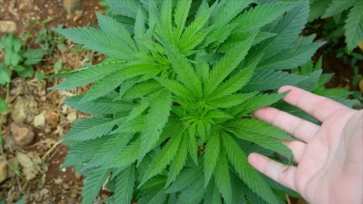 Kronik hastalar için umut veren yasa: Tıbbi Kenevir yasallaştı