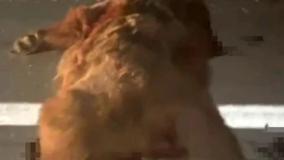 Kastamonu-İnebolu Yolunda Yürek Burkan Kaza: Anne Ayı ve Üç Yavrusu Telef Oldu