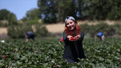 Çanakkale'nin En Genç Organik Çilek Üreticisi: Özlem Ayhan’ın Tarım Yolculuğu