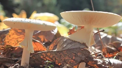 Yüzde 83 artış var: Türkiye’de mantar zehirlenmeleri neden patladı?