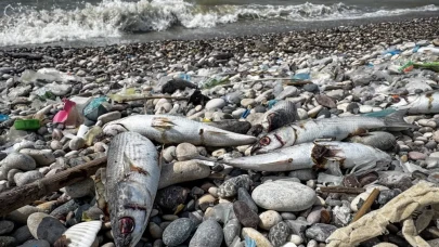 Mersin sahilinde gizemli balık ölümleri: Denizin rengi neden değişti?