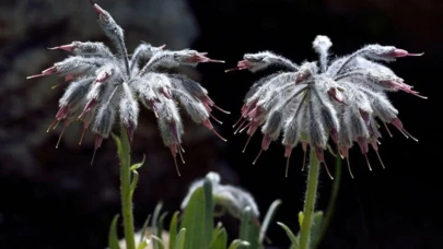 Her Canlıya Dijital Kimlik! Türkiye’den Doğaya Yüksek Teknoloji Desteği