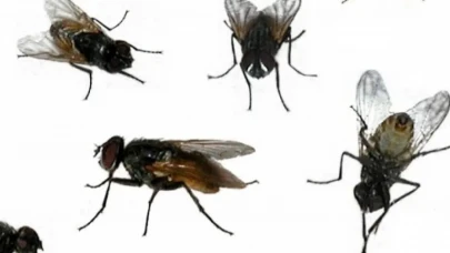 Bu akıllıca ve basit yöntemle evinizdeki sineklerden kısa sürede kurtulun!