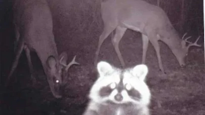Ayı Selam Verdi, Kanguru Poz Verdi: Ormanda Gizlice Kurulan Kameralar Film Sahnesini Aratmadı!