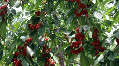 Bozkırda kiraz mucizesi: Sivaslı çiftçinin 6 yıllık sabrı meyvesini verdi