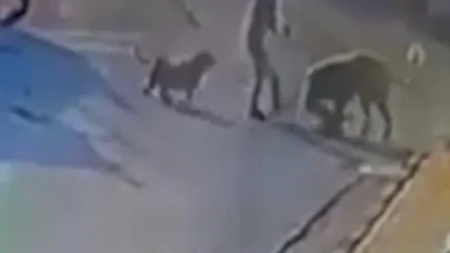 Yürüyüş kabusa döndü: Sarıyer’de kadın ve köpeği sokakta saldırıya uğradı