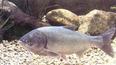 Meriç nehri’nden rekor balık: 1 metreyi aşan Gümüş Sazan yakalandı