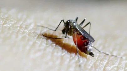 Sessiz salgın tehdidi: DSÖ chikungunya için alarm verdi