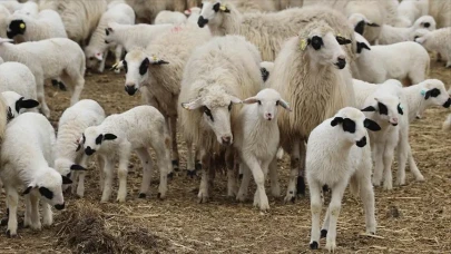 Van’da şap hastalığı tedbirleri sonrası hayvan pazarı yeniden açıldı