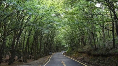 Ankara Valiliği duyurdu: Ormanlara girişler 30 Eylül’e kadar yasak