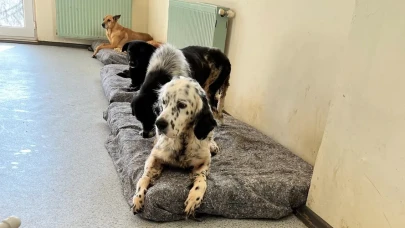 Sokaklarda Çaresiz Kalmıyorlar! Türkiye’nin Gurur Projesi ENCANDER Hizmete Devam Ediyor