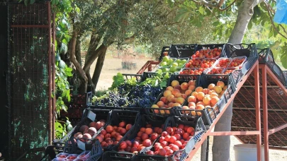 Zirai don her yeri vurdu, bir ilçede hasat patladı: Burda ağaçlar yükten eğiliyor