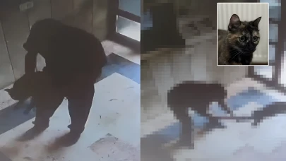 Başakşehir'de kediyi öldüren saldırganın ifadesi kan dondurdu!