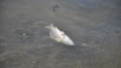 Gizemli balık ölümleri Bolu'da panik yarattı!