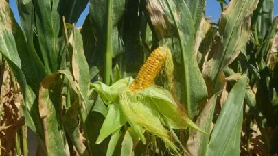 Sözleşmeli tarımla mısır hasadı: Merzifon’da üreticiye alım garantisi