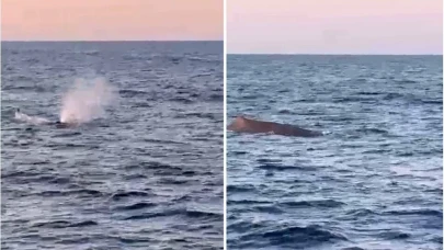Manavgat Açıklarında Balina Sürprizi: Amatör Balıkçılar Kameraya Aldı