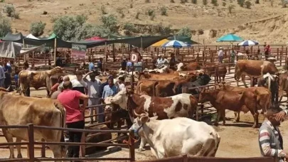 Şap hastalığına karşı aşı sonuç verdi: 24 ilde yasak kalktı