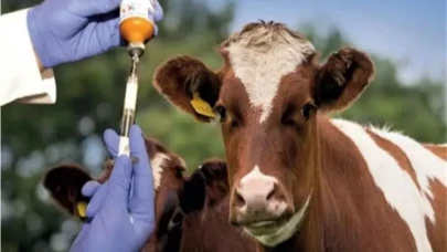 Gümüşhane’de şap alarmı: Hayvan giriş-çıkışları kısıtlandı