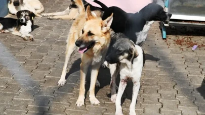 Kahramanmaraş’ta sahipsiz hayvanlar için yeni birlik