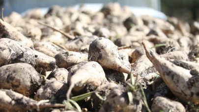 Çiftçiden fabrikaya, fabrikadan sofralara: Kars’ta üretim zamanı