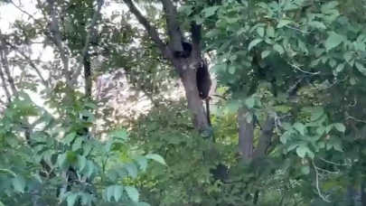 Erzincan’da köpeklerden korkan ayı yavrusu ağaca tırmandı