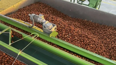 ABD’den ithal ceviz vergisi sıfırlandı: Yerli üreticiler alarmda