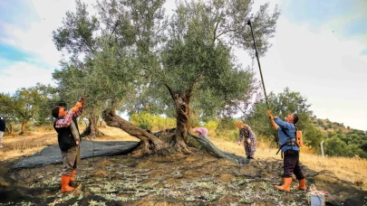 Antalya'nın zeytin bereketi: Kumluca’da yağ sıkım sezonu açıldı