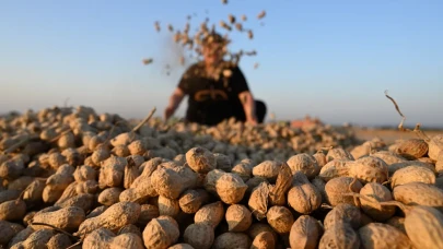Osmaniye’de yer fıstığı hasadı başladı, rekolte artıyor