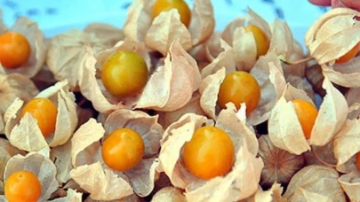 Küçük meyve, büyük potansiyel: Altın çileğe yatırım çağrısı