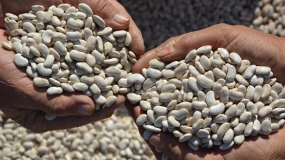 Doğal yetişen Demirci fasulyesine Türkiye genelinde yoğun ilgi