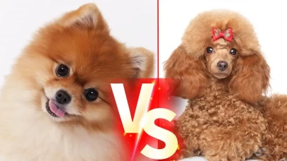 Küçük Irk Köpekler İçin Sahiplendirme Rehberi: Toy Poodle ve Pomeranian Seçenekleri