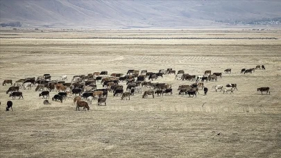 Türkiye’de hayvan sayısında dikkat çeken artış