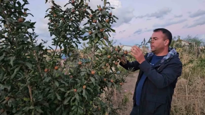 Tatvan’da akılalmaz tarım: Soğukta tropik meyve yetiştirdi!