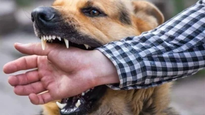 Kuduz hastalığı nedir, nasıl bulaşır, belirtileri nelerdir? İşte tüm detaylar