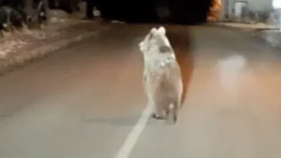 Karabük’te nefes kesen görüntüler: Ayılar araçların önünde belirdi!