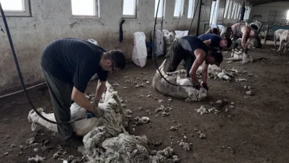 Makas devri bitti: Trakya’da kırkım artık makinelerle yapılıyor