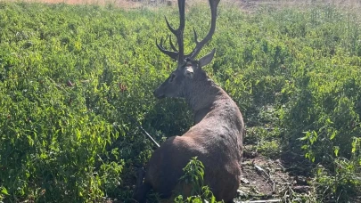 Gaziantep'te sulama hortumuna dolanan yaban geyiği kurtarıldı