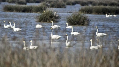 Kızılırmak Deltası'nda 500 kilogram atık doğadan temizlendi!
