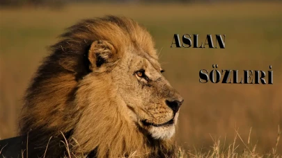 Aslan Sözleri! En Güzel, Kısa, Uzun Aslan İle İlgili Sözler