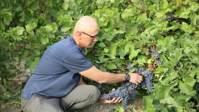 3 bin yıllık mirasta hasat vakti: Erciş üzümü bağlarında yoğun mesai