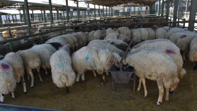 Bir ay sonra Malatya hayvan pazarı yeniden alıcıya açıldı