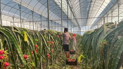 Altın gibi değerli: Alanya’da Ejder Meyvesi'nin kilosu 150 TL’den satılıyor!
