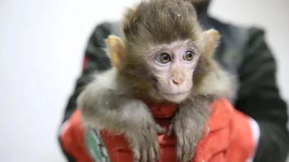 Gümrükte şok! Otomobilden şahin, TIR'dan maymun çıktı