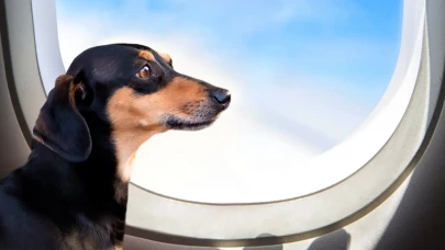 Köpekle uçak seyahati nasıl oluyor, prosedürler neler?