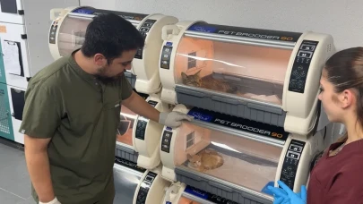 Damağı çürüyen kediye kıkırdak yamayla yaşam şansı