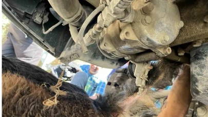 Dakikalarla hayata tutundu: Minibüs altındaki köpeği itfaiye kurtardı!