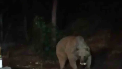 Bingöl’de şantiye alanına inen ayı karnını doyurdu... O anlar kamerada