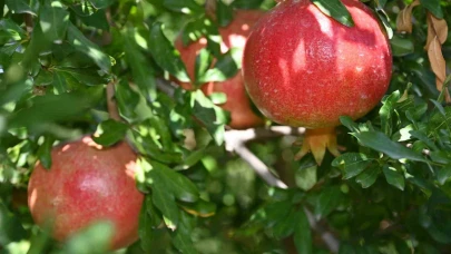 Vali Coşkun’dan hasat mesajı: “Üretim stratejik önceliğimizdir”